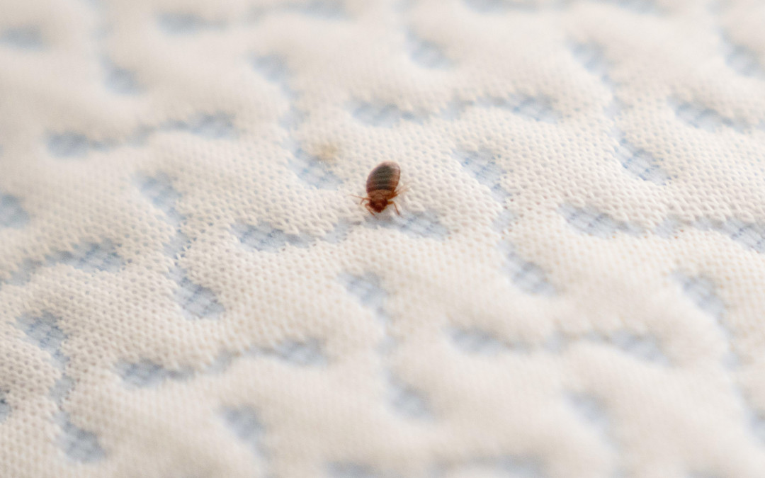 Insecticides Still Necessary To Eliminate Bed Bug Infestations