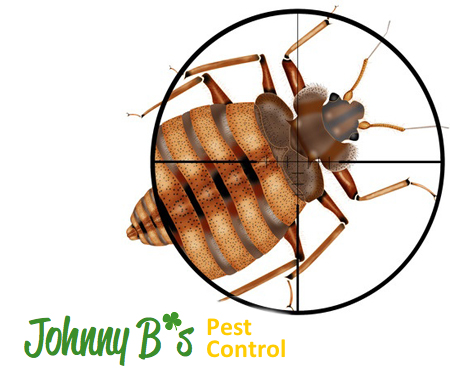 How to Identify & Control Bed Bugs