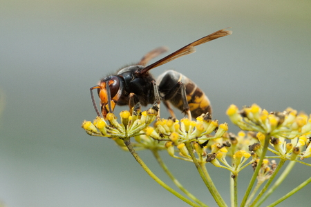 Problematic Decrease In Pollinating Insect Populations