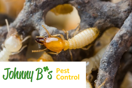 Termite Damage To Trees Causes Hospitalizations More Than You Would Believe| Johnny B’s