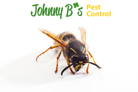 Why It Is Not Uncommon For Wasps To Swarm Into A Home’s Living Areas When The Climate Begins To Warm During Early Spring