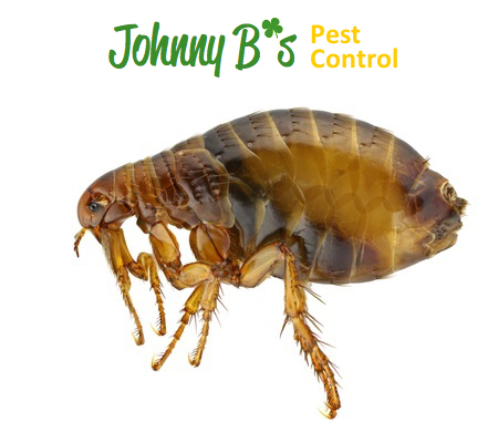 Aggressive Toe-Biting Insects