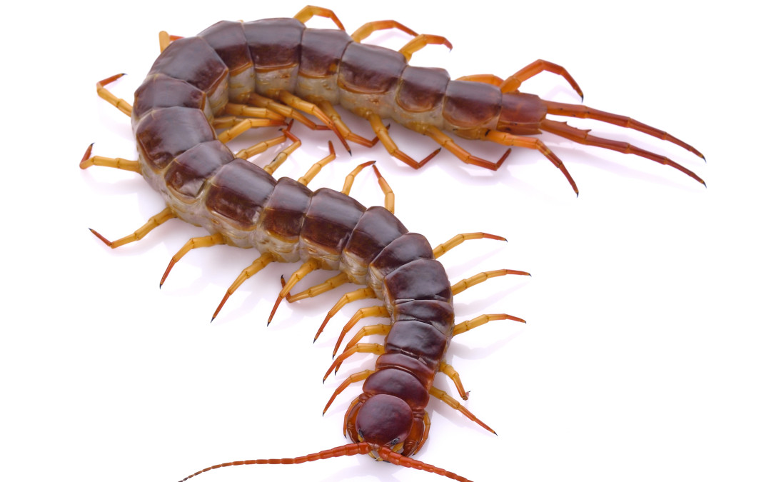 The Huge And Venomous Biting Centipede Species That You Do Not Want To Find Within Your Home