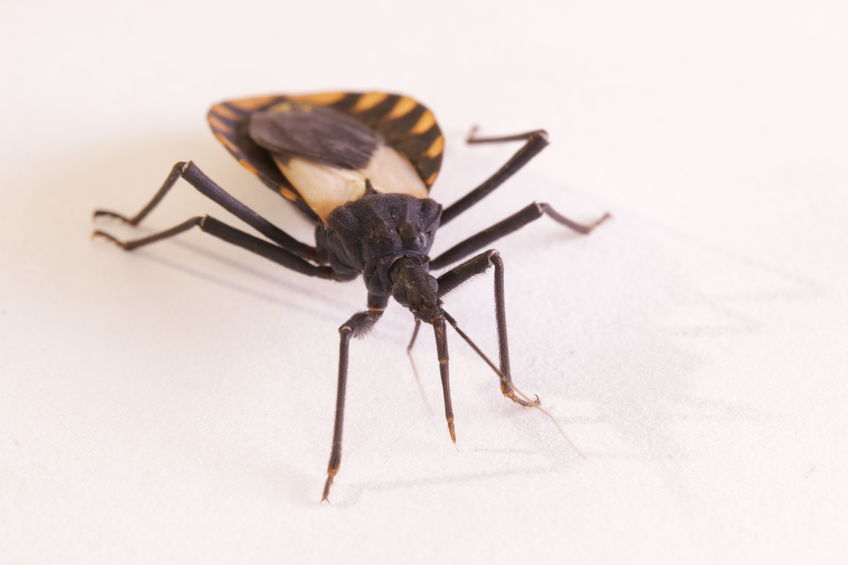Why People In The United States Are Not Likely To Catch Disease From Kissing Bugs
