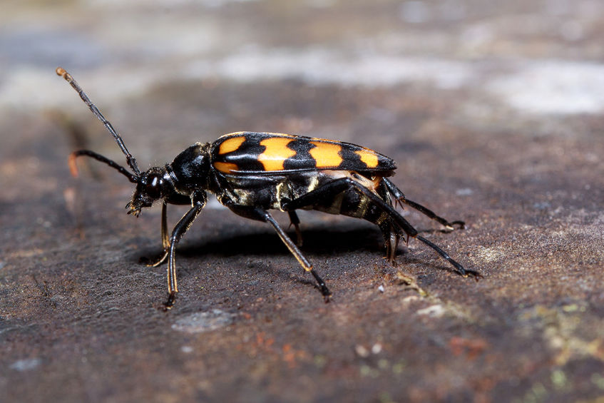 Highly Destructive Beetles Are Destroying One Of The Most Valuable Collections Of Historical Texts That Currently Exist