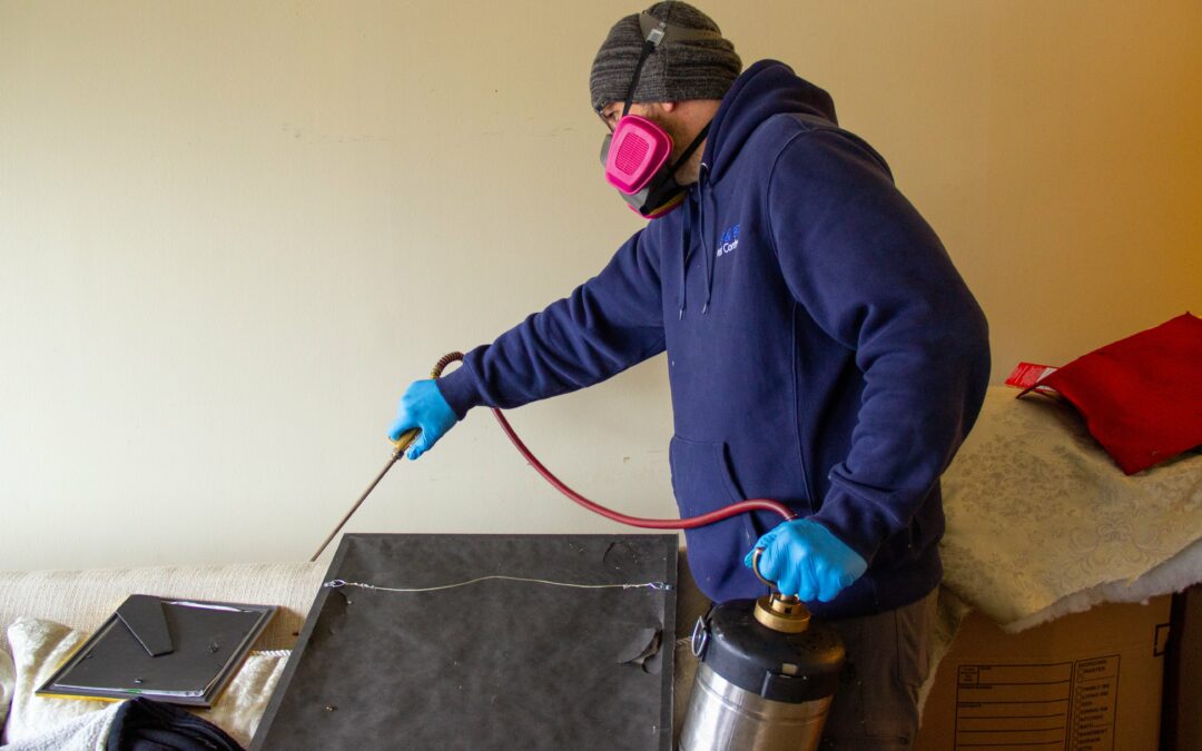 How To Prevent Bed Bugs