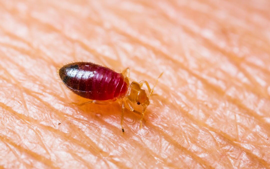 Residents Often Fail To Notice Bed Bugs In Their Home For Weeks Or Months Following The Establishment Of An Infestation