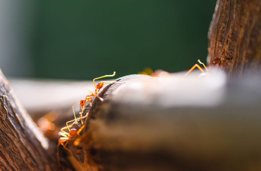 Which Ant Pest Species In The Northeast Establish New Colonies Without Swarming, And Why Are They More Difficult To Control Than Swarming Ant Pest Species?