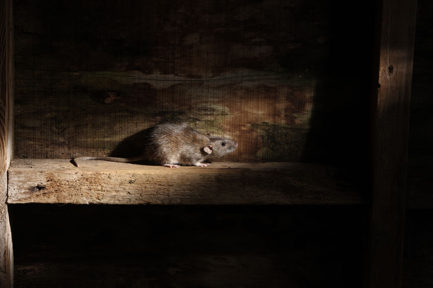 Telling Mice And Rats Apart
