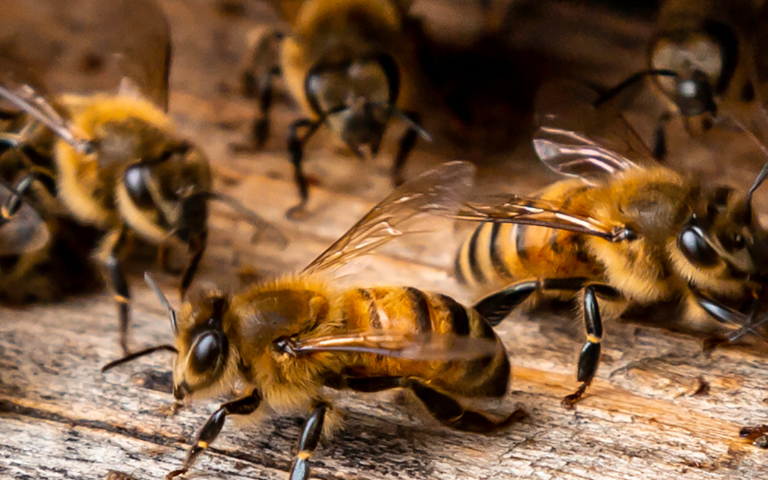 Types of Bee Stings | Boston Bee & Wasp Control Experts